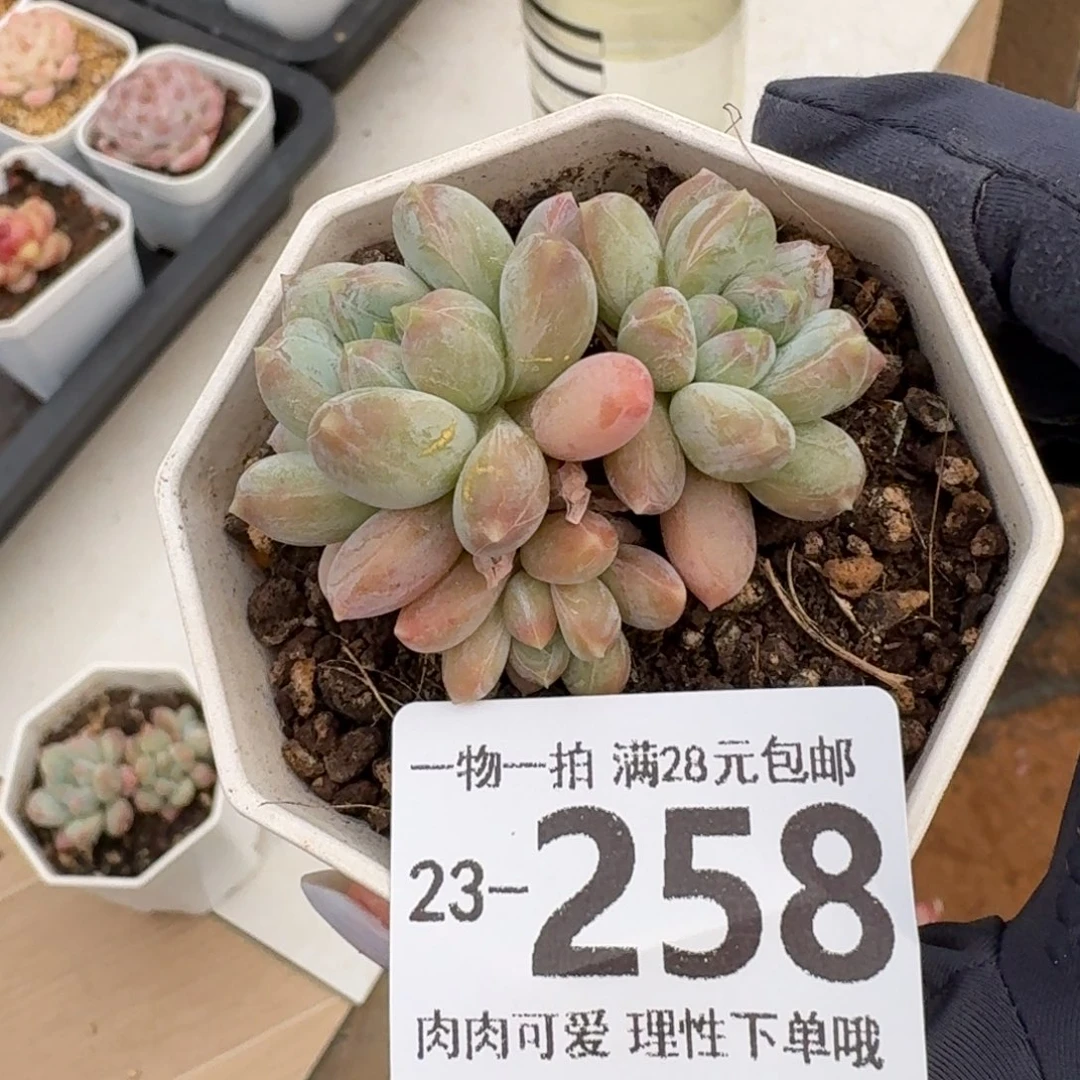 三色奶无盆土发发货