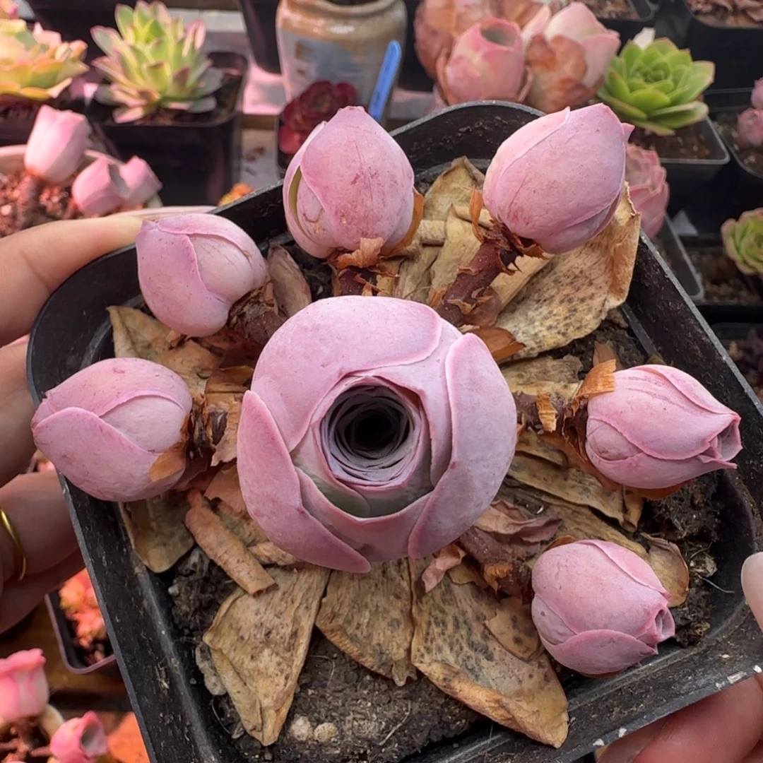 L436半城玫瑰不含盆土