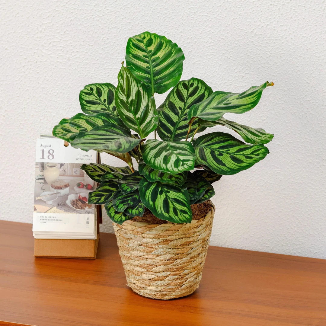 孔雀竹芋+草篮子+椰丝绿植盆栽+接水盘绿植室内摇钱树吉祥