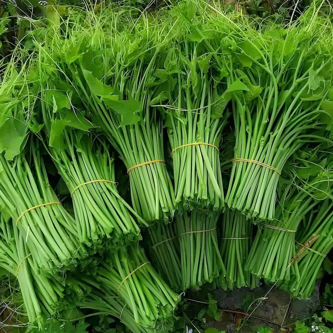 贵州高山农家自种新鲜佛手瓜尖龙须菜时令蔬菜捧瓜尖蓬瓜尖嫩尖