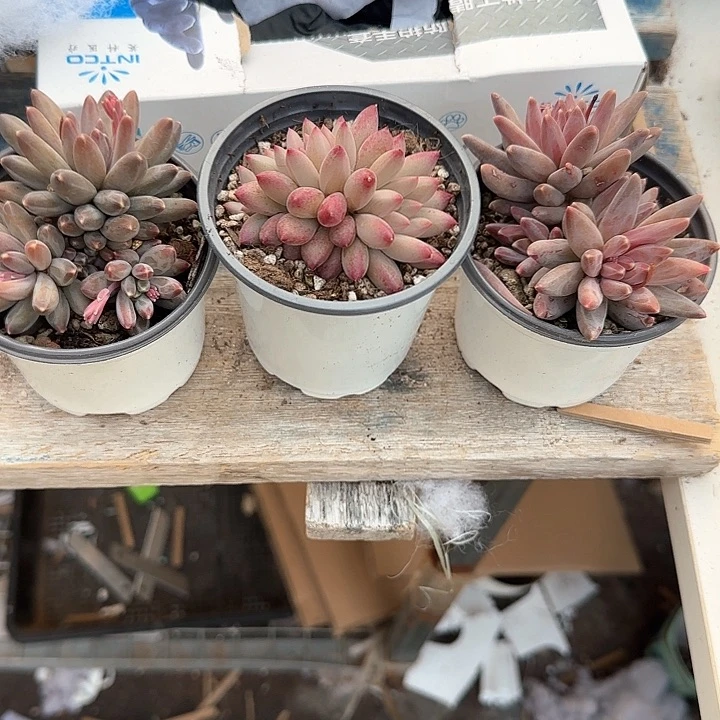 弥****云青蛙王子儿童牙膏牙刷111
