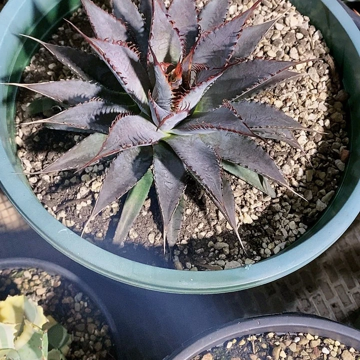 多肉植物龙蛇兰植物