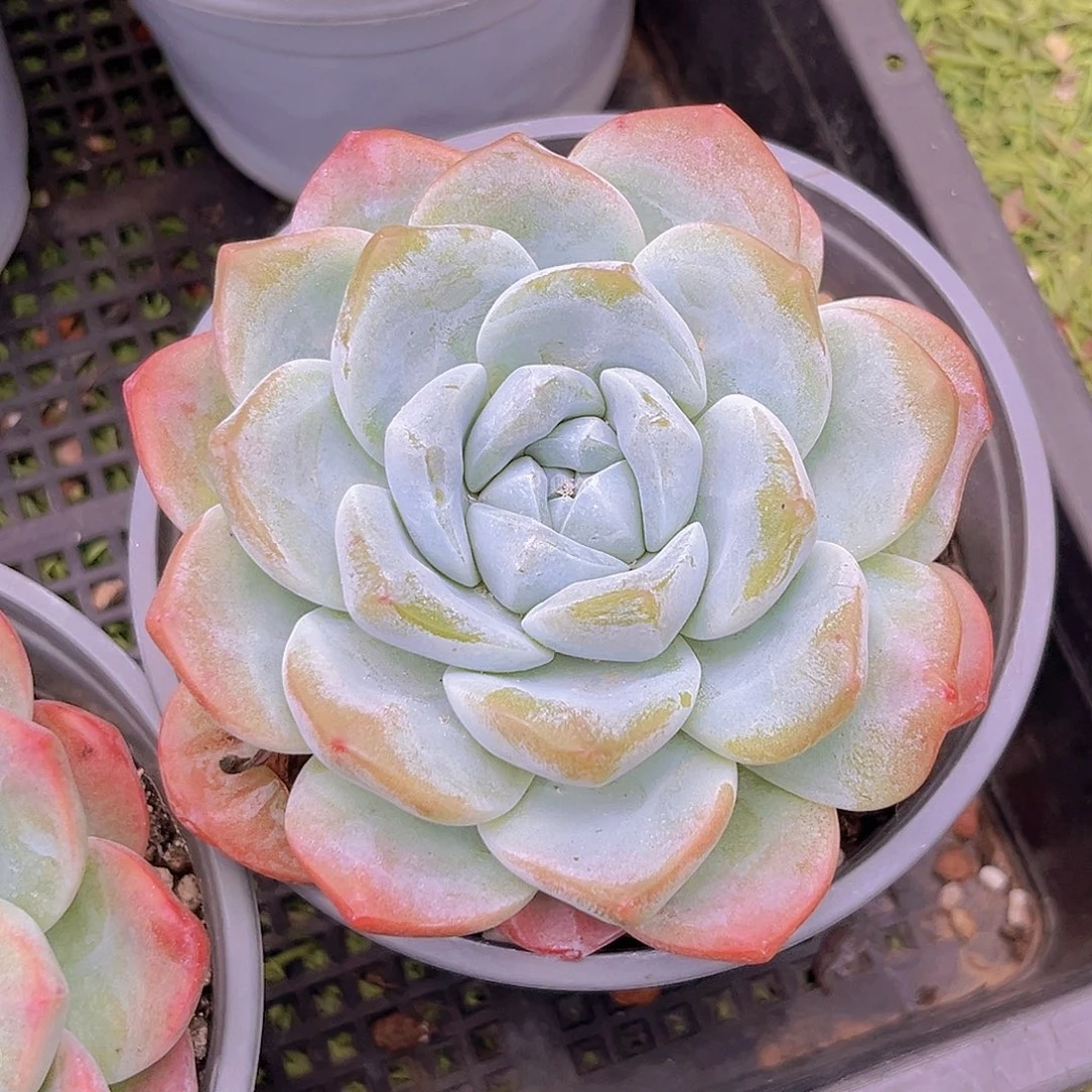 33号8888888888899999