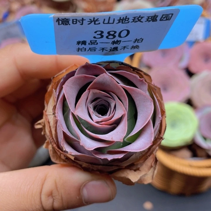 山地玫瑰380裸根发货不售后