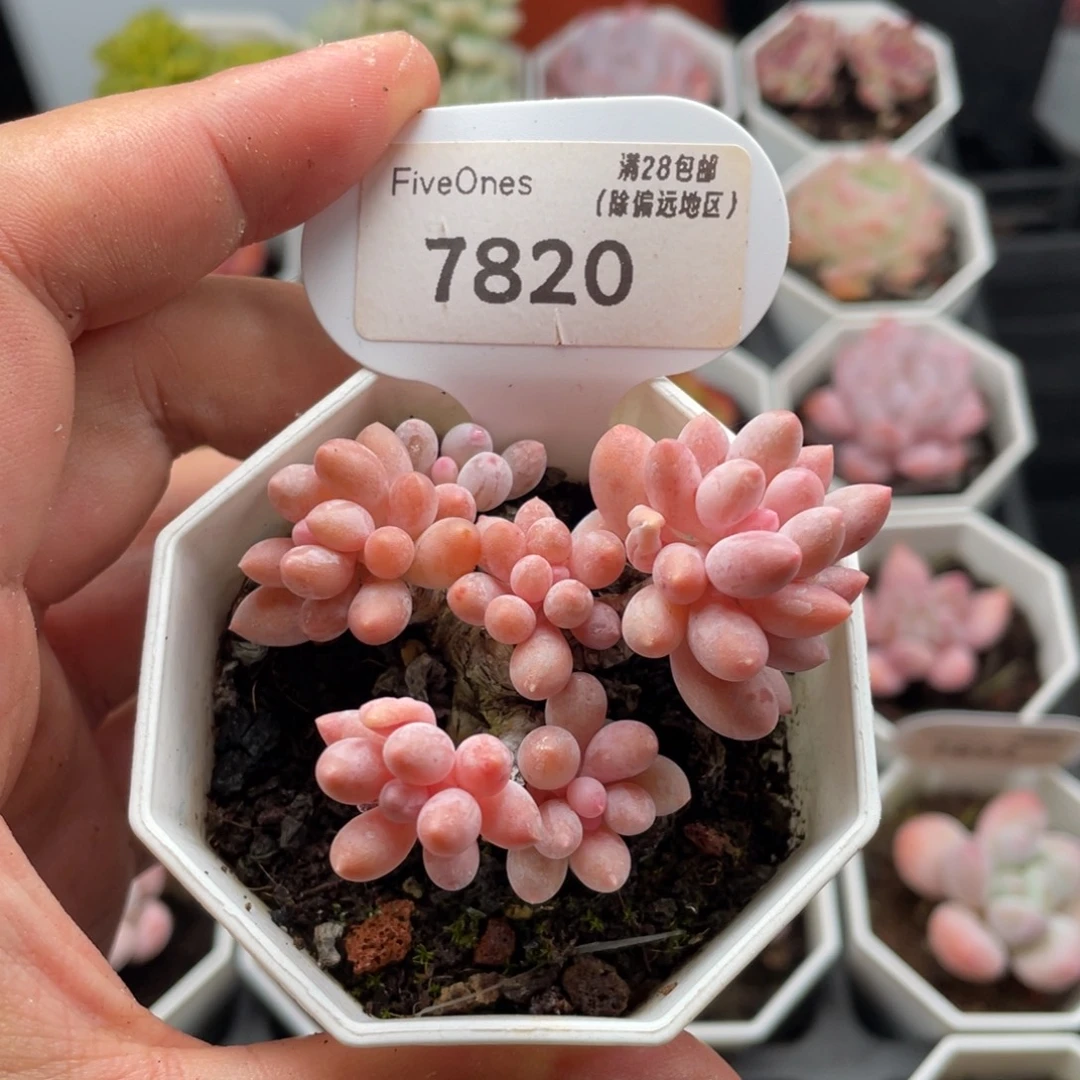 婴儿手指7820-6厘米
