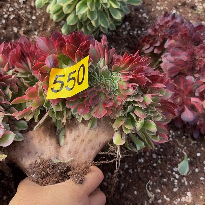 多肉植物福利550
