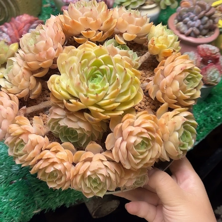 按斯诺 发快递发发发发