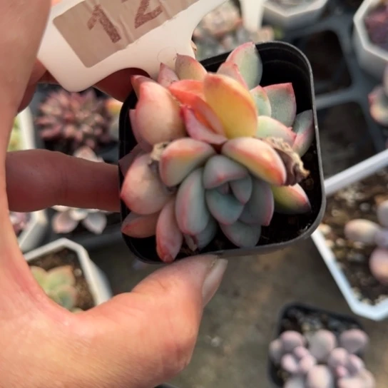 121泡芙多肉植物多