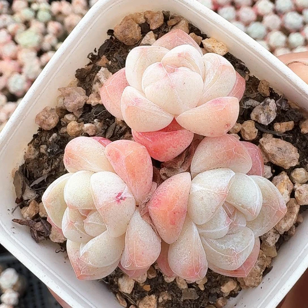 多肉冰玉三头包子脸群生