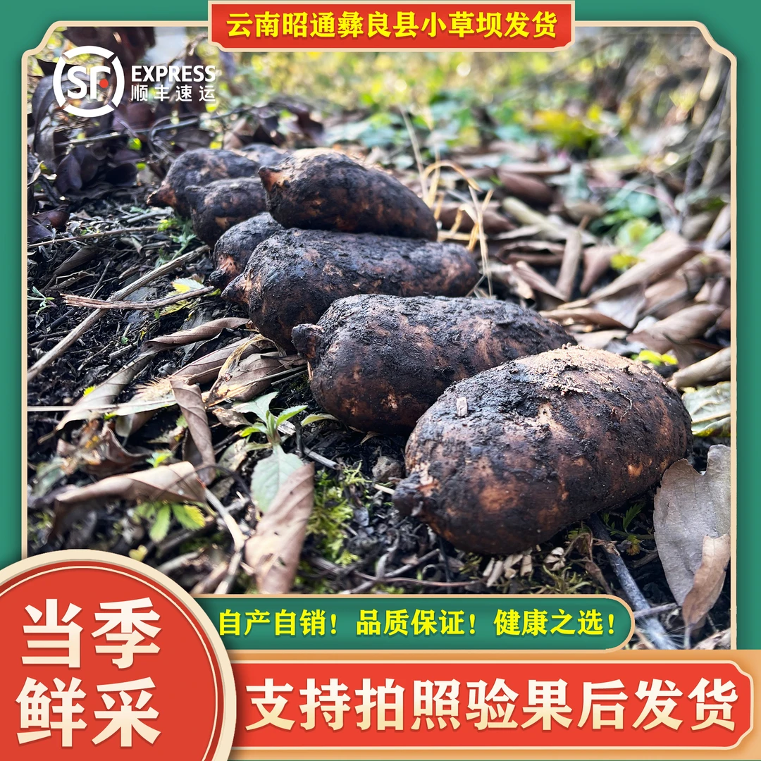 新鲜天麻正宗云南昭通小草坝乌天麻现挖现发品质仿野生天麻产地