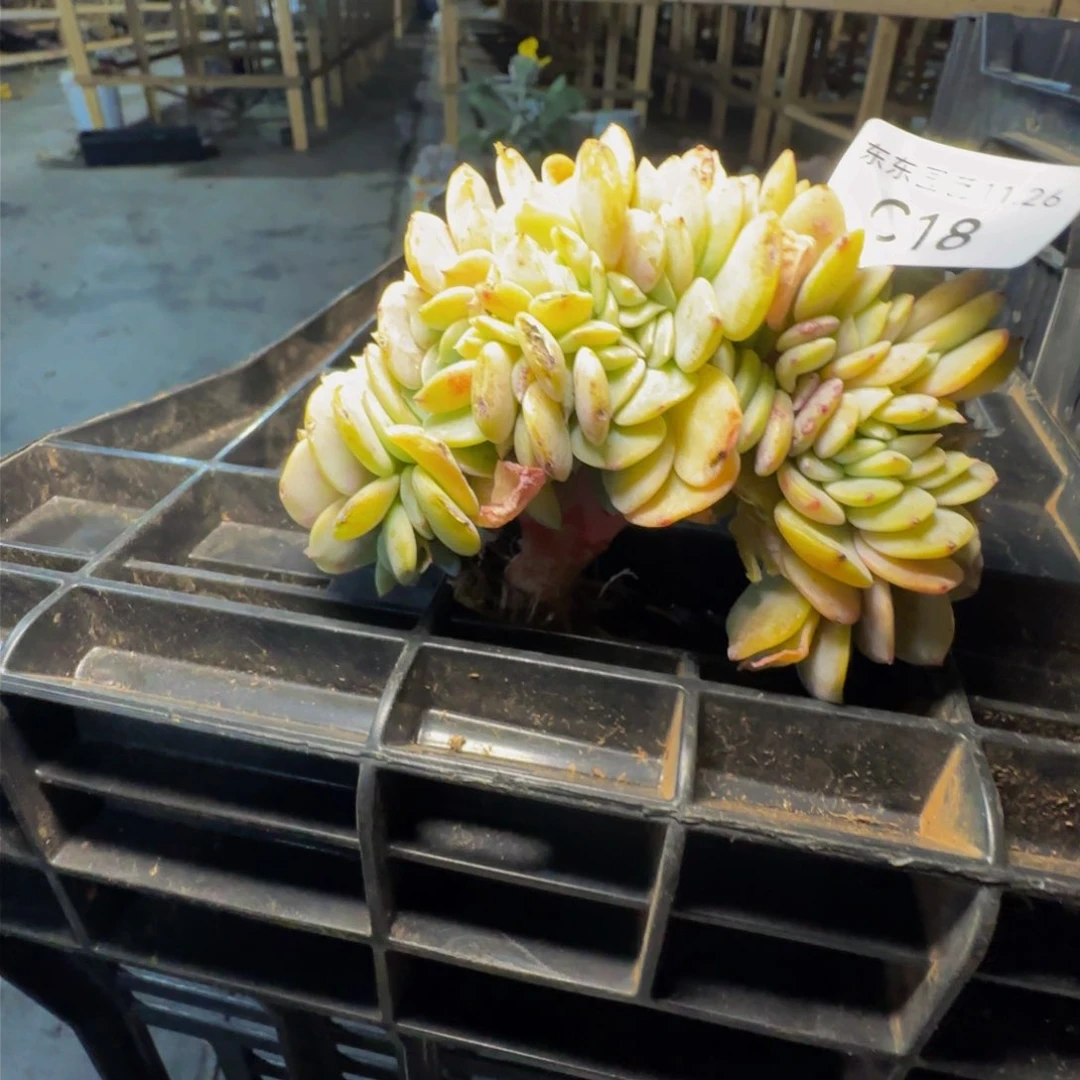 c c c c c c c c c c c 18