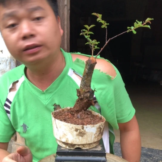 无花朵盆景盆栽植物