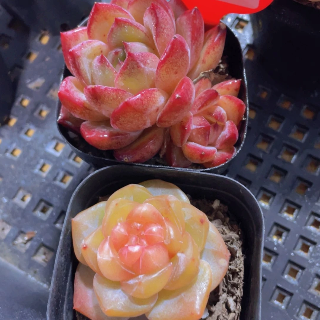 778号 糖心珍妮加夜魔侠