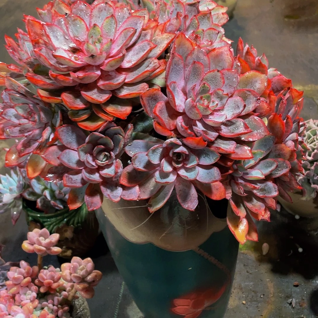 快***行赫拉多肉植物群大