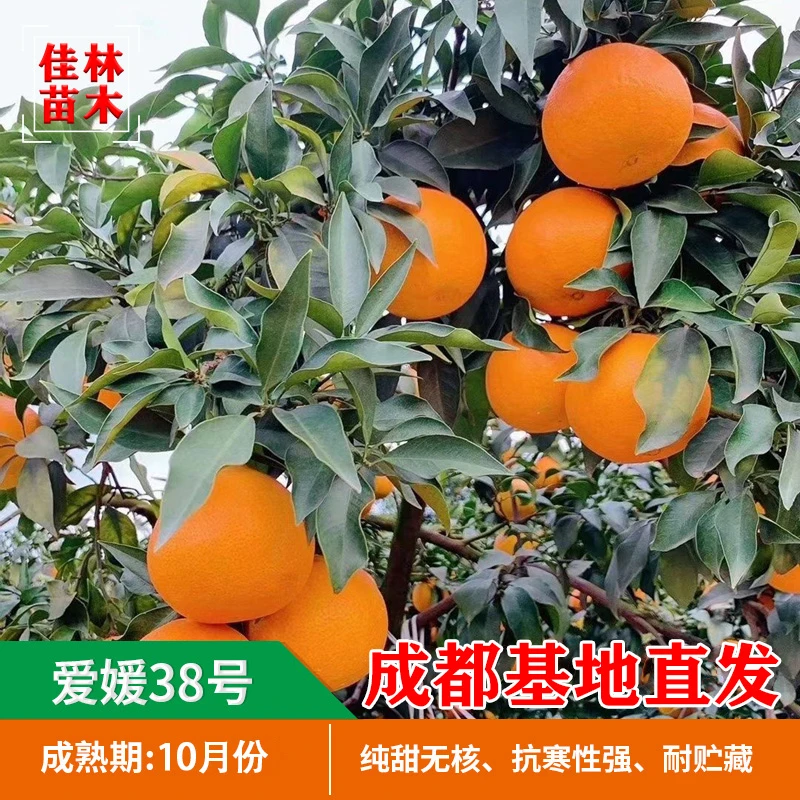 爱媛38号树苗果冻橙树苗嫁接苗高产早熟新品种高糖地栽庭院种植