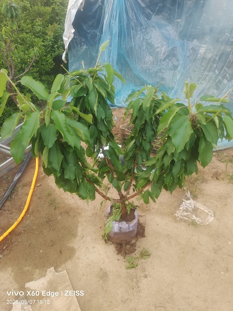 实物拍摄一物一拍南北方种植