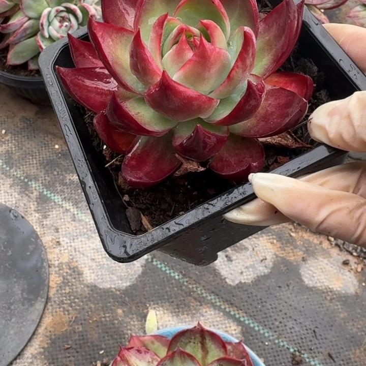 惊鸿仙子量拍 7 公分红勾子