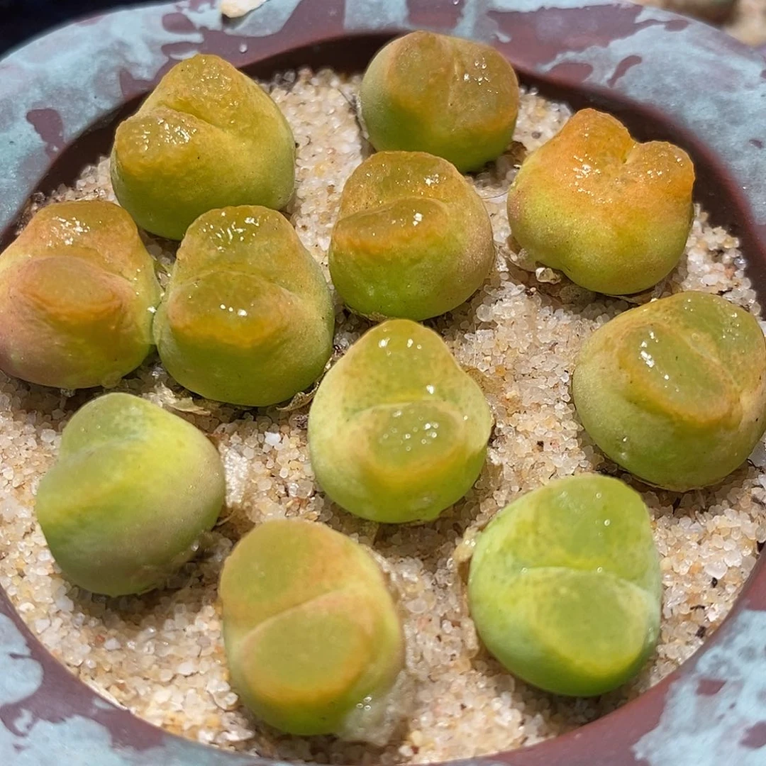 拉登杂2颗一组。