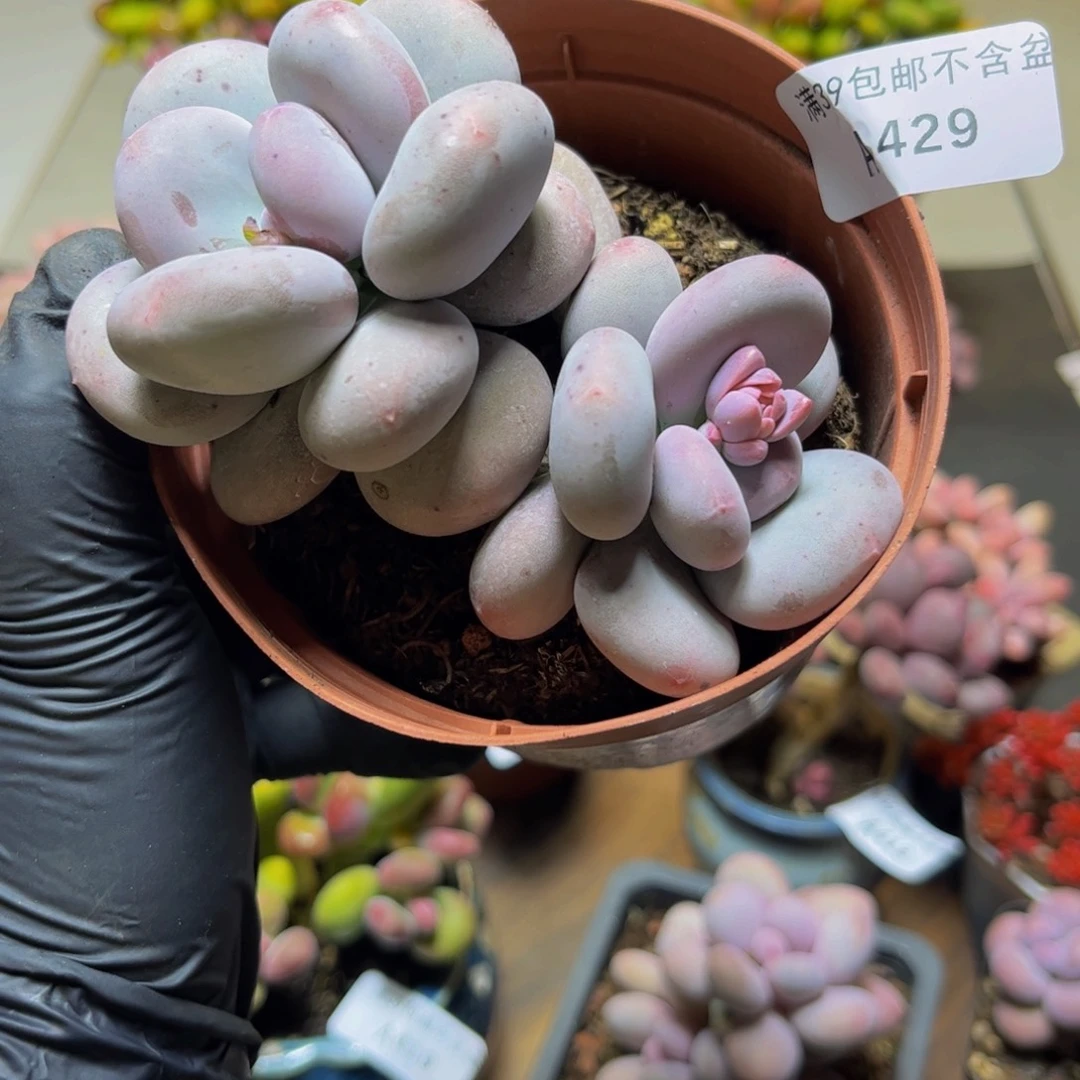 429黄金大叶奶酪双头9厘米