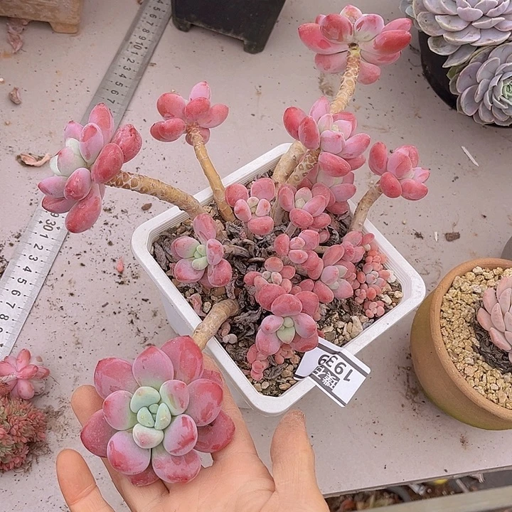 红洛神1939多肉植物