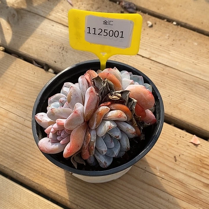 1125001 石榴籽三头