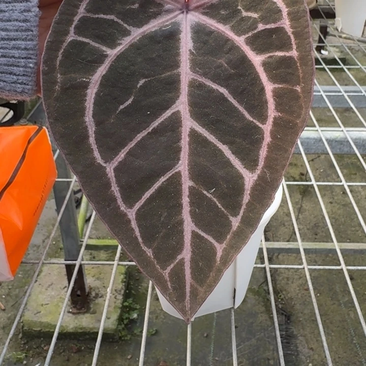 完全开放7号米歇尔杂绝紫石化