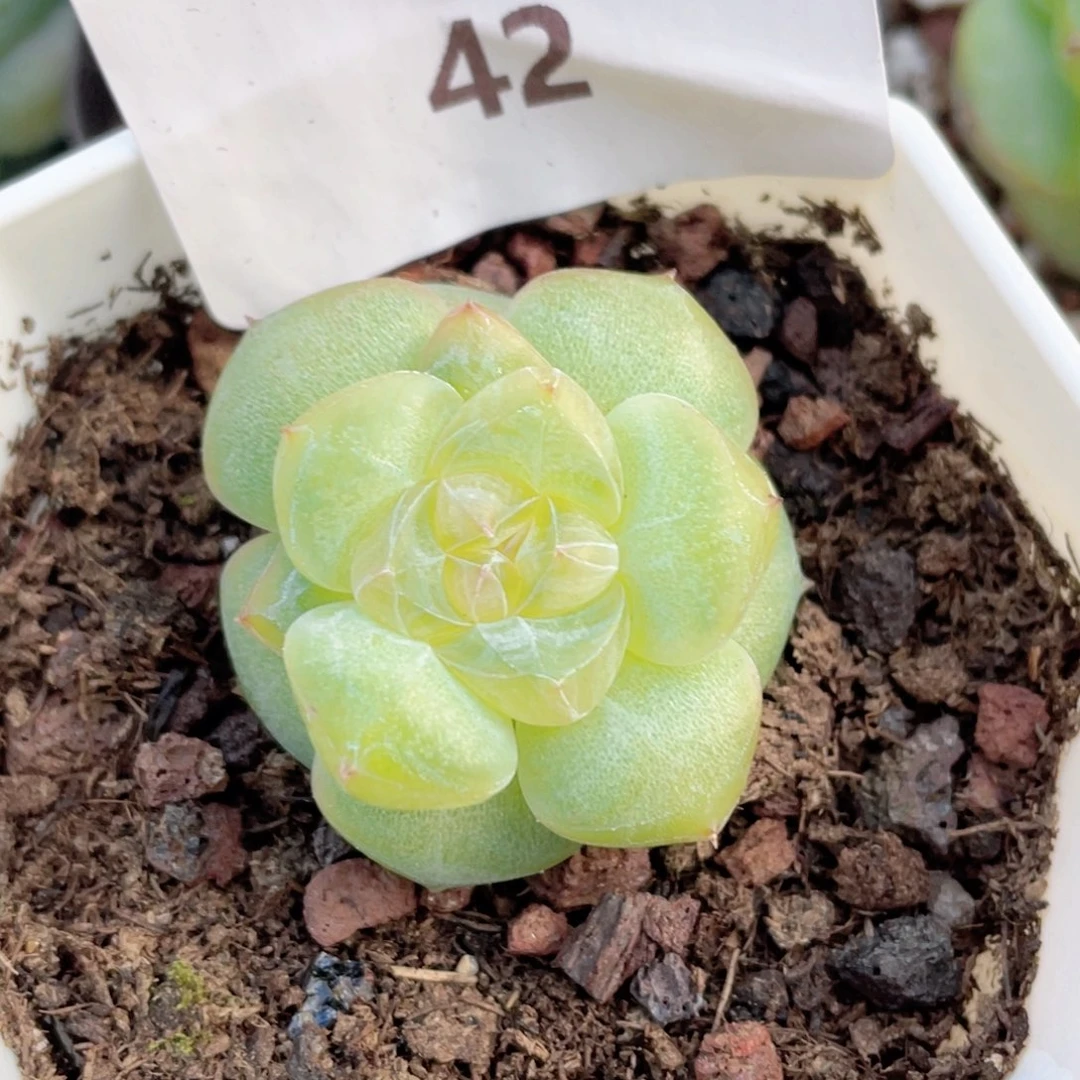 42号糖心冰心珍妮