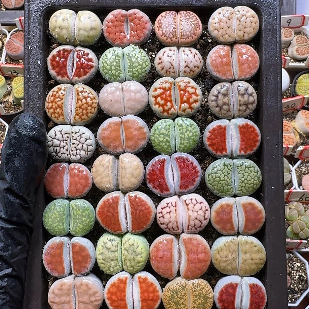 生石花1111。 裸根带盆土。    32