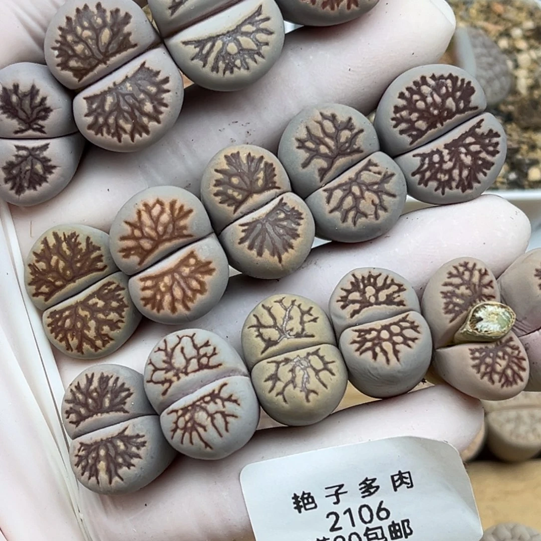 爱***32106号一首好看的菊化石