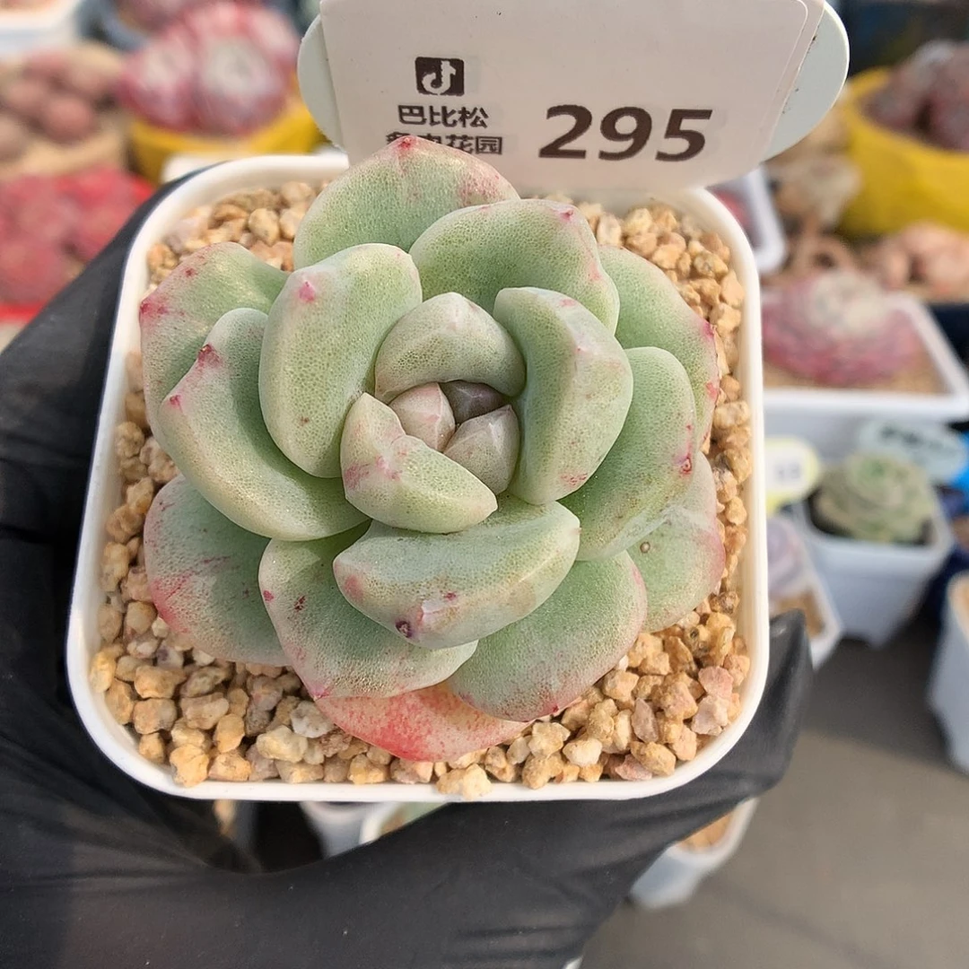 295 冰玉石化多肉