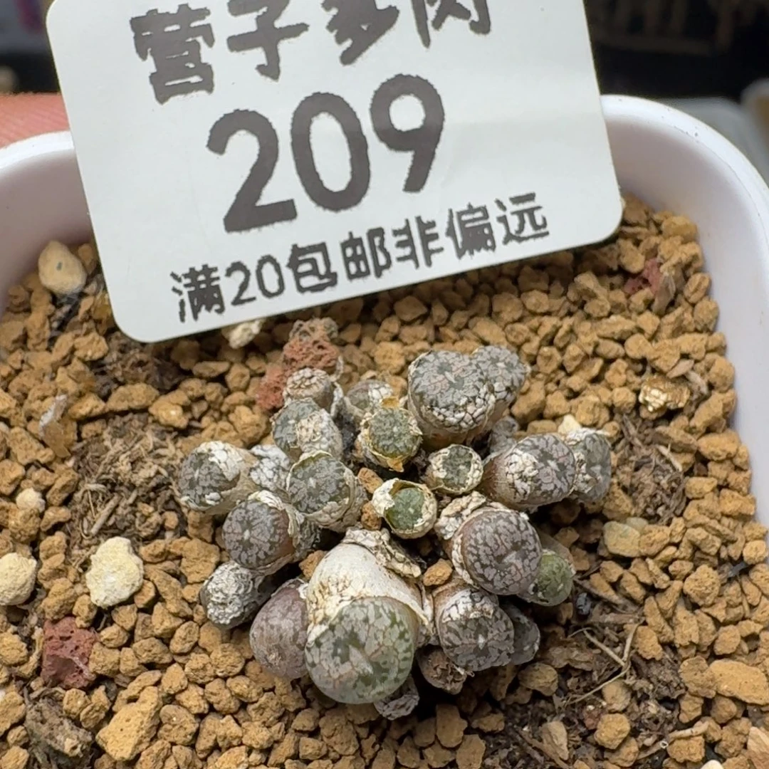 康菩提带盆土