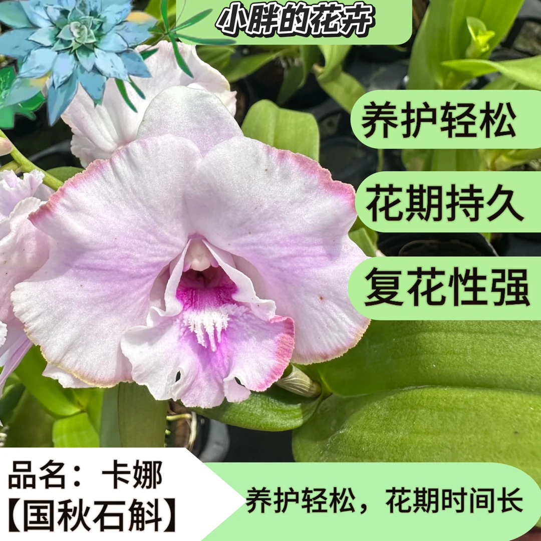 【小胖】 精品秋石斛《卡娜》秋石斛盆栽花卉昆明直发秋石斛