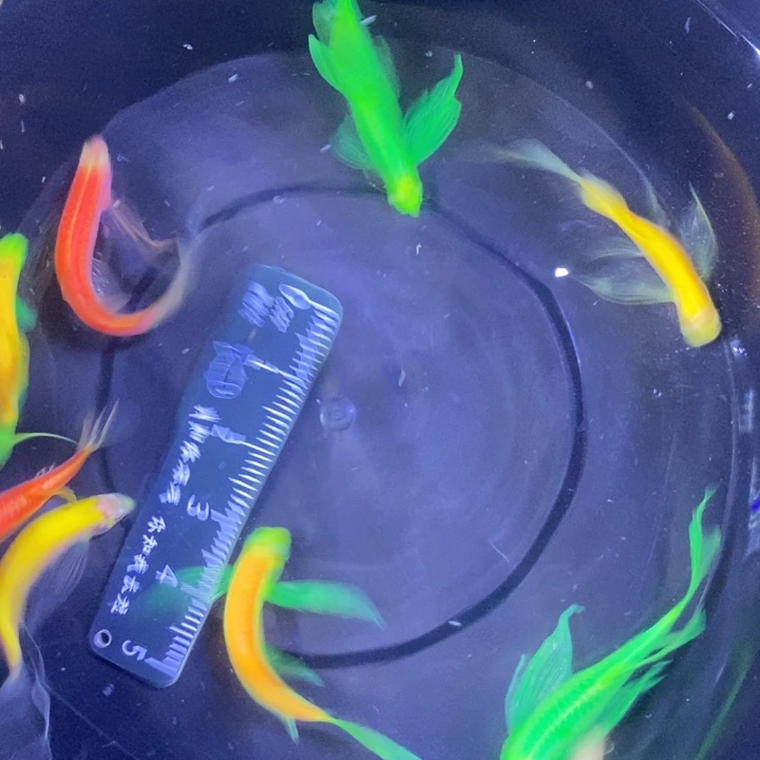 斑马鱼蝶翼斑马福利练手鱼微瑕疵3-4厘米10条