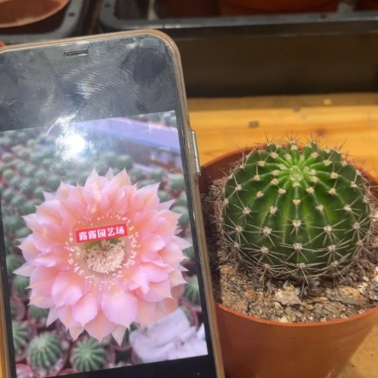 露露粉黛佳人6公分左右