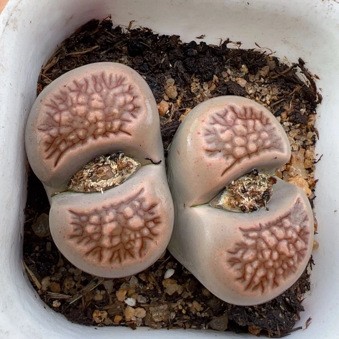 1.23好看的多肉355