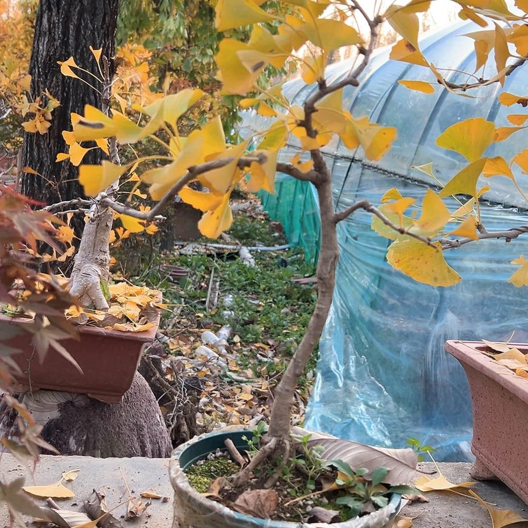 渐***远无花朵银杏盆景带盆