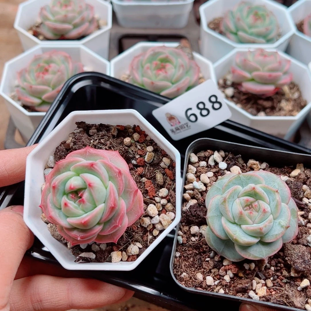 当前无花朵，栽培后可花朵