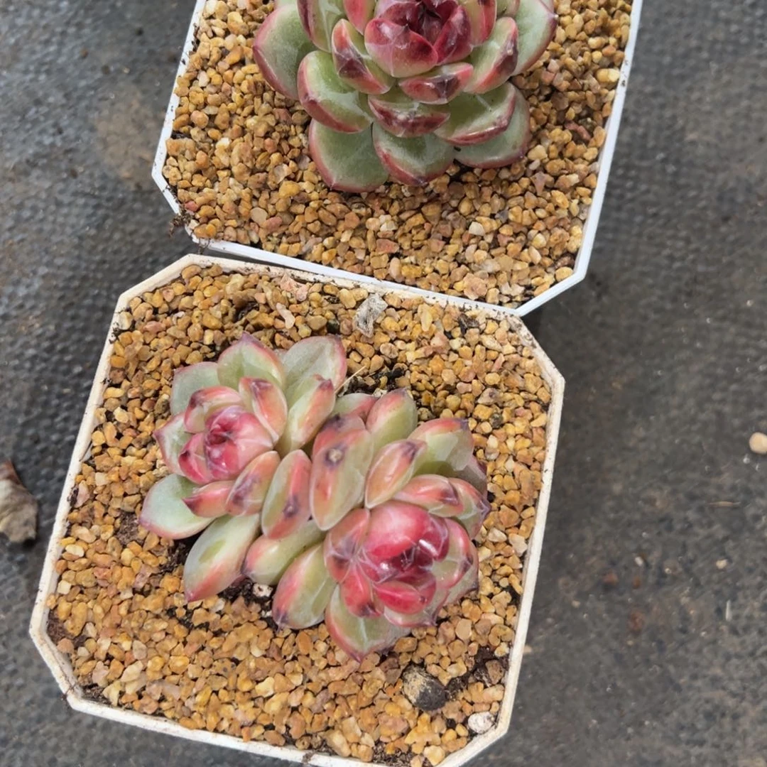 奶****珍妮2棵 夏鸣园艺