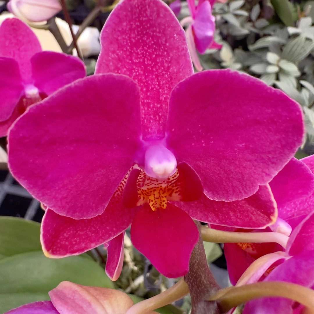 【满堂红】经典款年宵花蝴蝶兰 红色丝绒质感 好看耐养 送人送礼