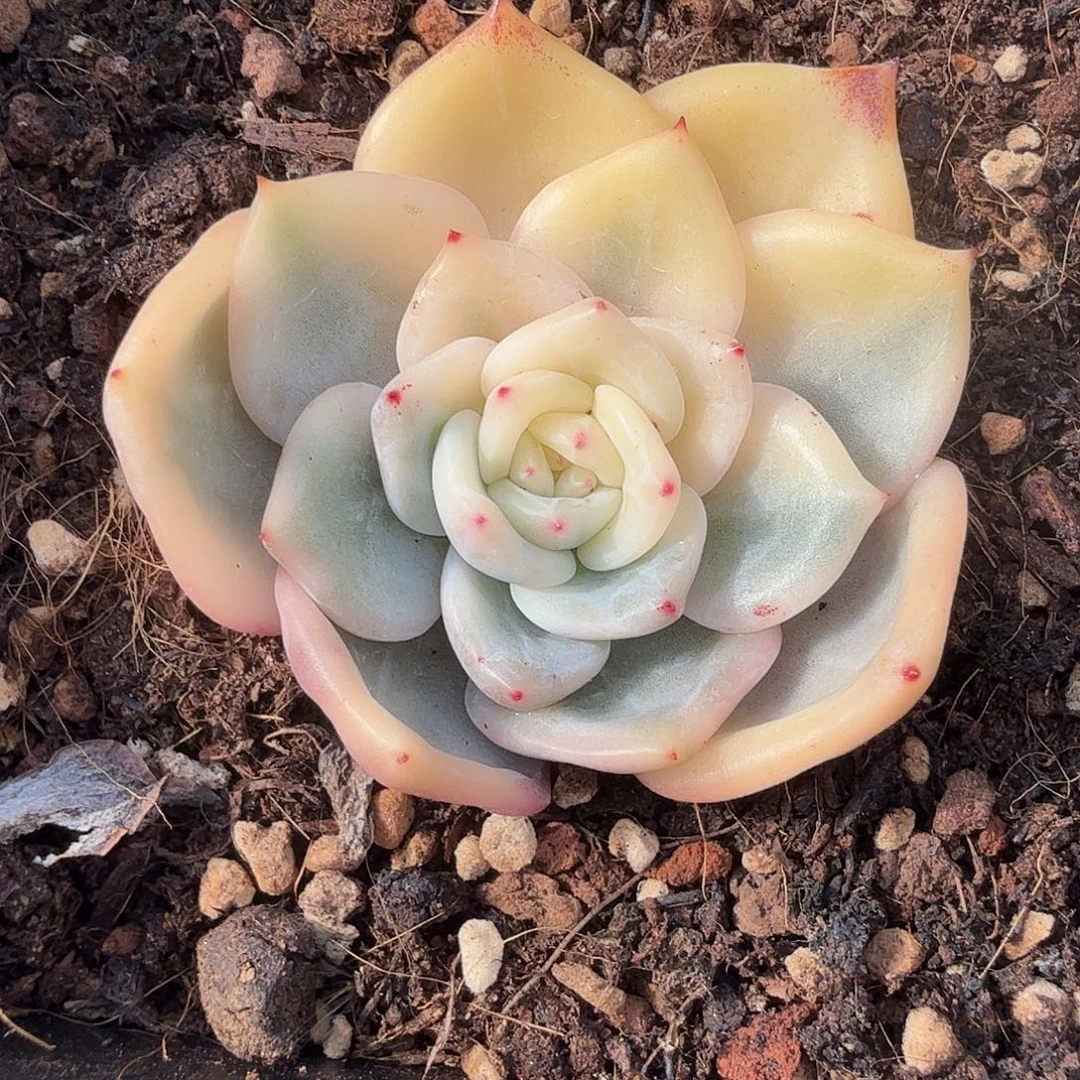 伊丽莎白锦，多肉植物。