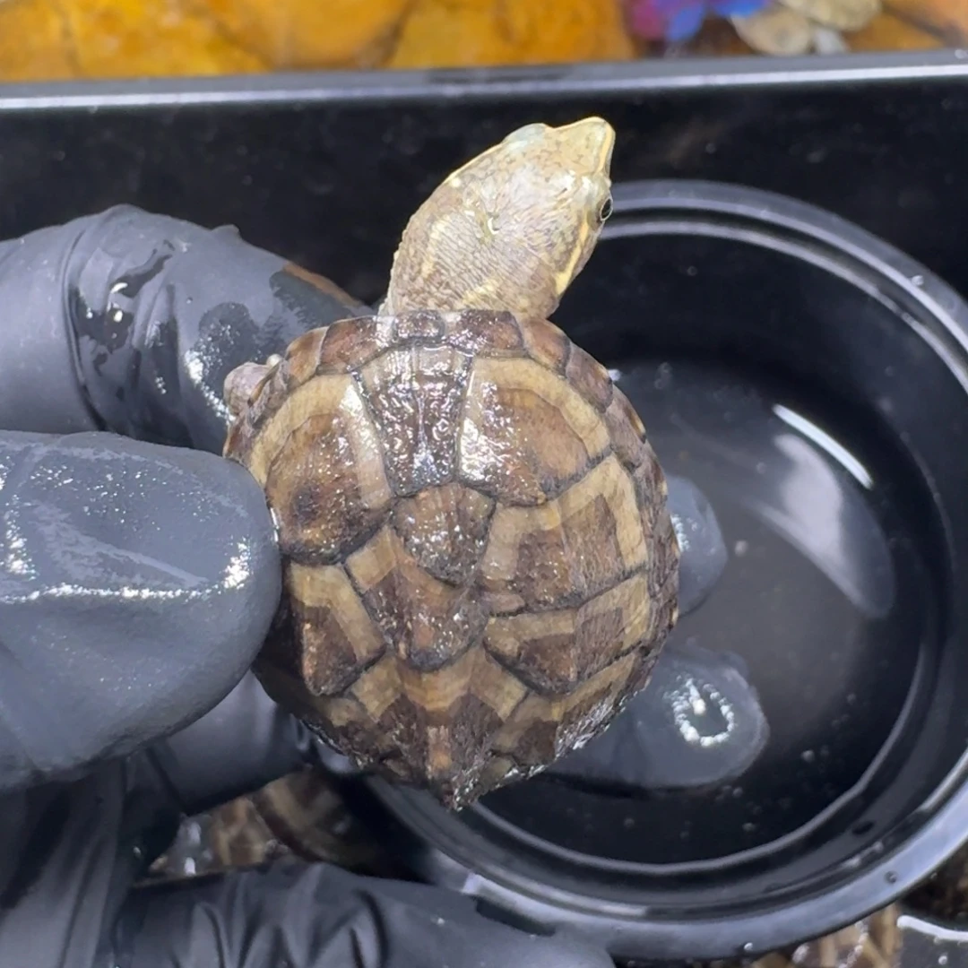 蛋龟不分公母麝香