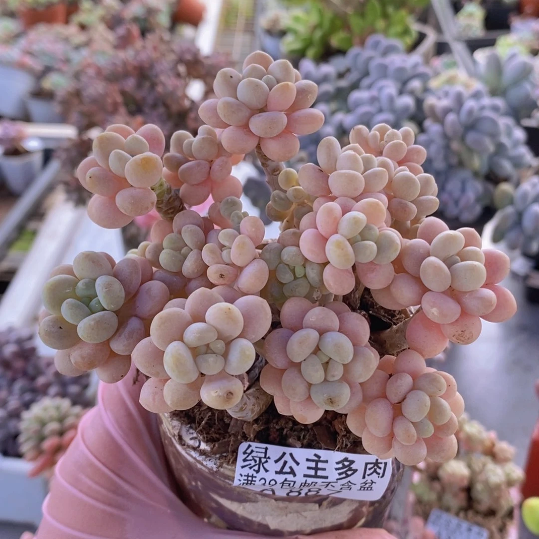 洛可可10cm887多肉植物