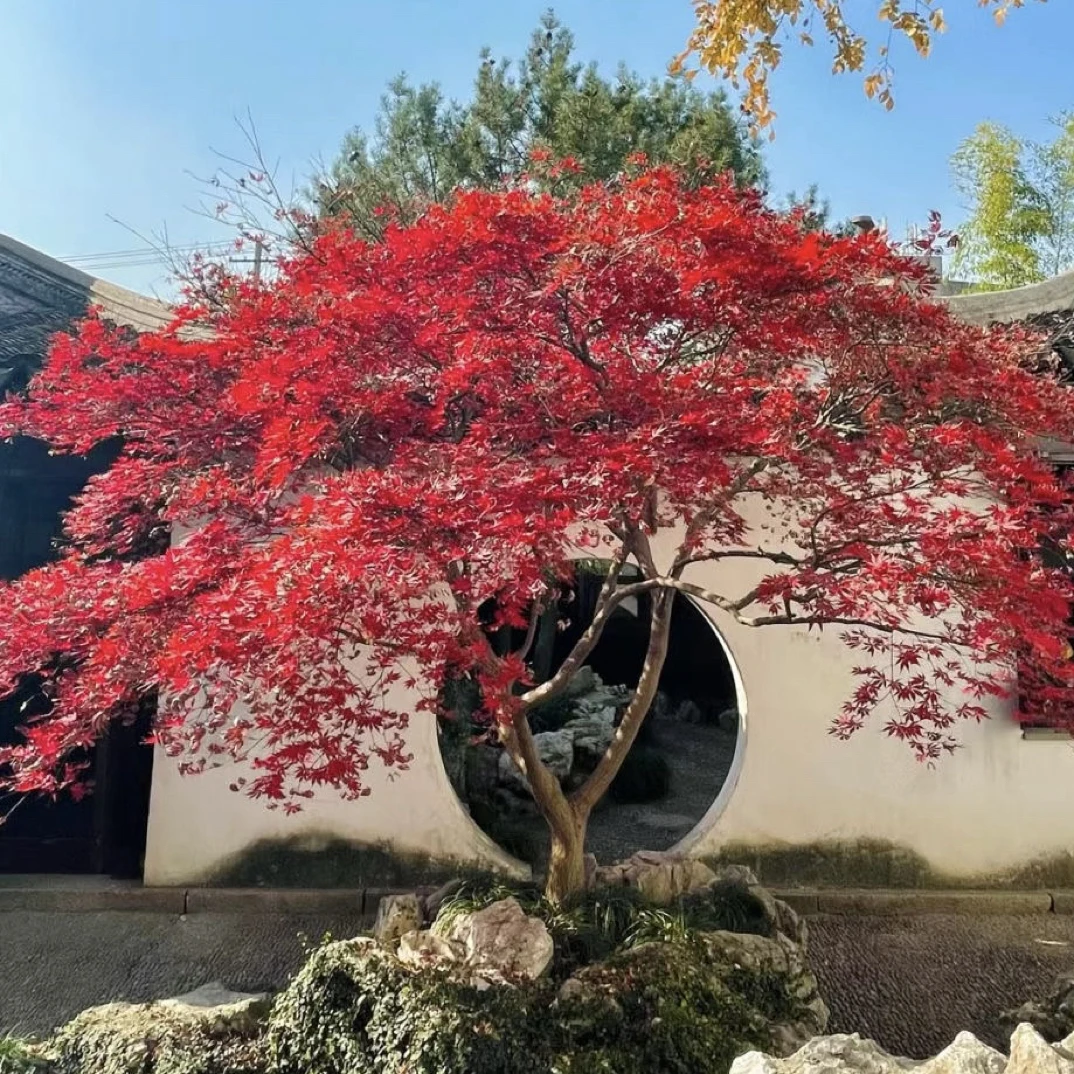 正宗红枫树四季红原生三季中国红枫日本红枫庭院风景树地栽耐寒