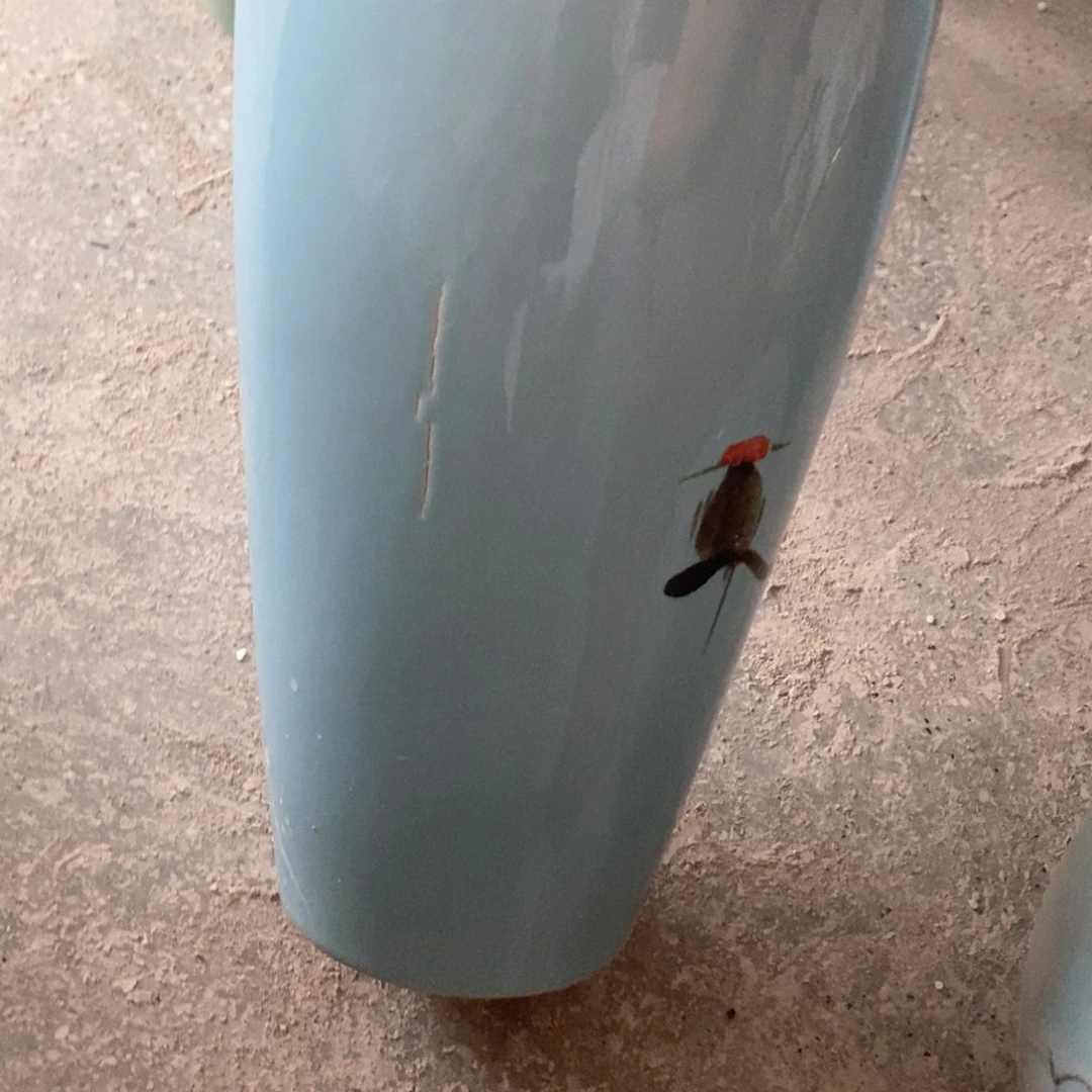 瑕疵开裂黑鸟高号