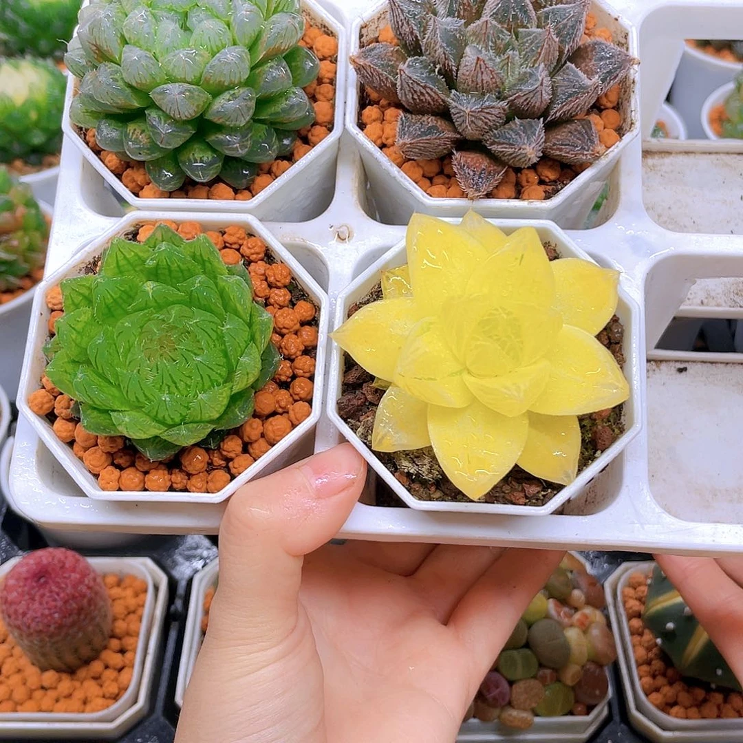 粉龙珠,紫狐狸,蝉翼,黄金,白盆