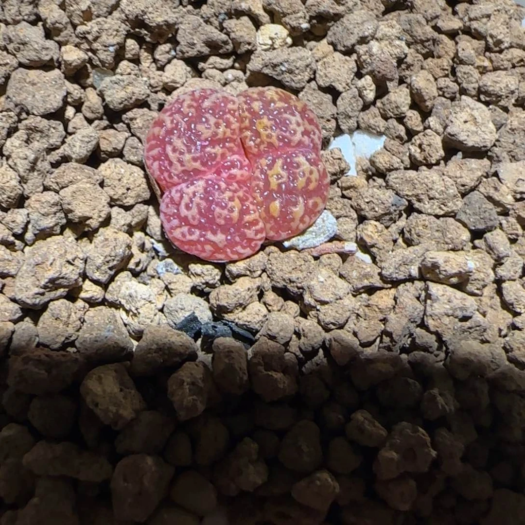 肉锥多肉植物百科-泡泡勋1394