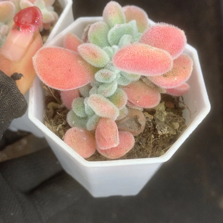 雪缀。（满9.99包邮不满9.99发叶子）