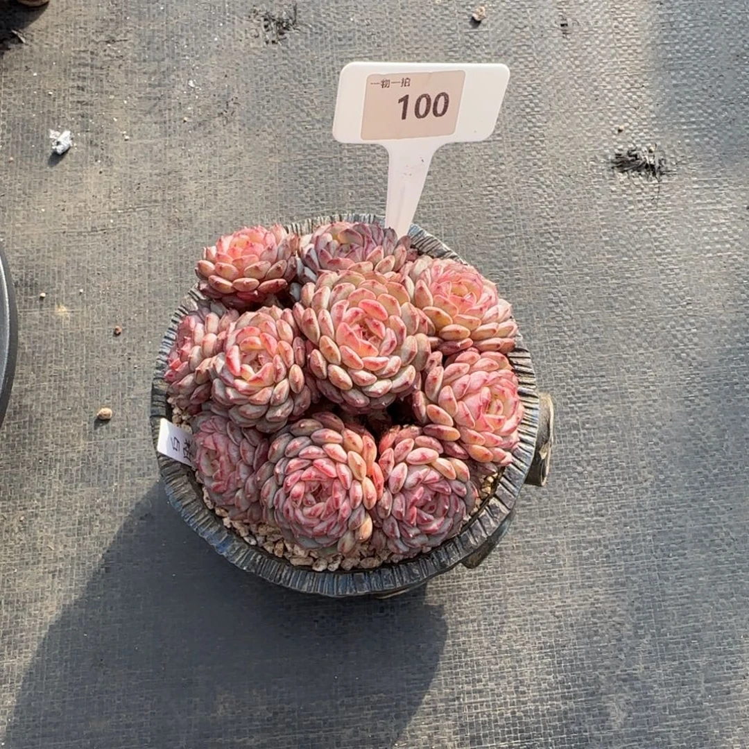 ****༊解忧一物一拍100白胖子