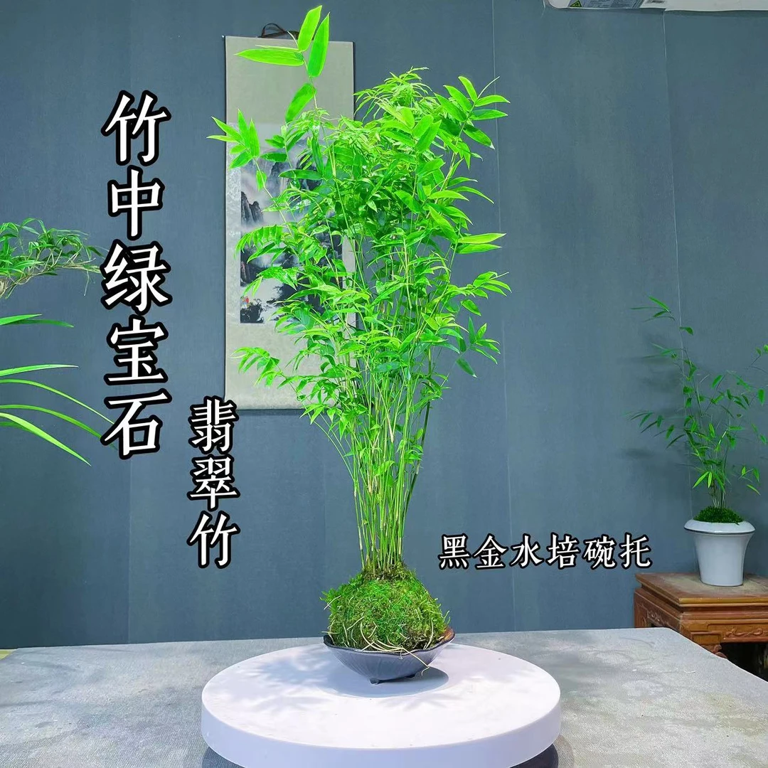 精品竹子盆栽 一物一拍 专用链接  红竹 内门 勒竹 寒竹