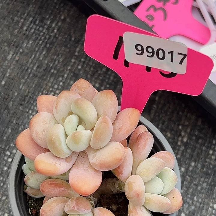 ****痣糖心     99017号